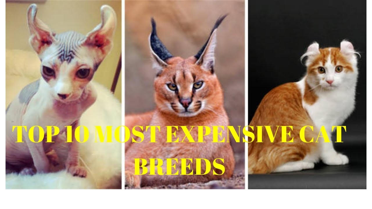 TOP 10 MOST EXPENSIVE CAT BREEDS|| Most expensive cat 13 million