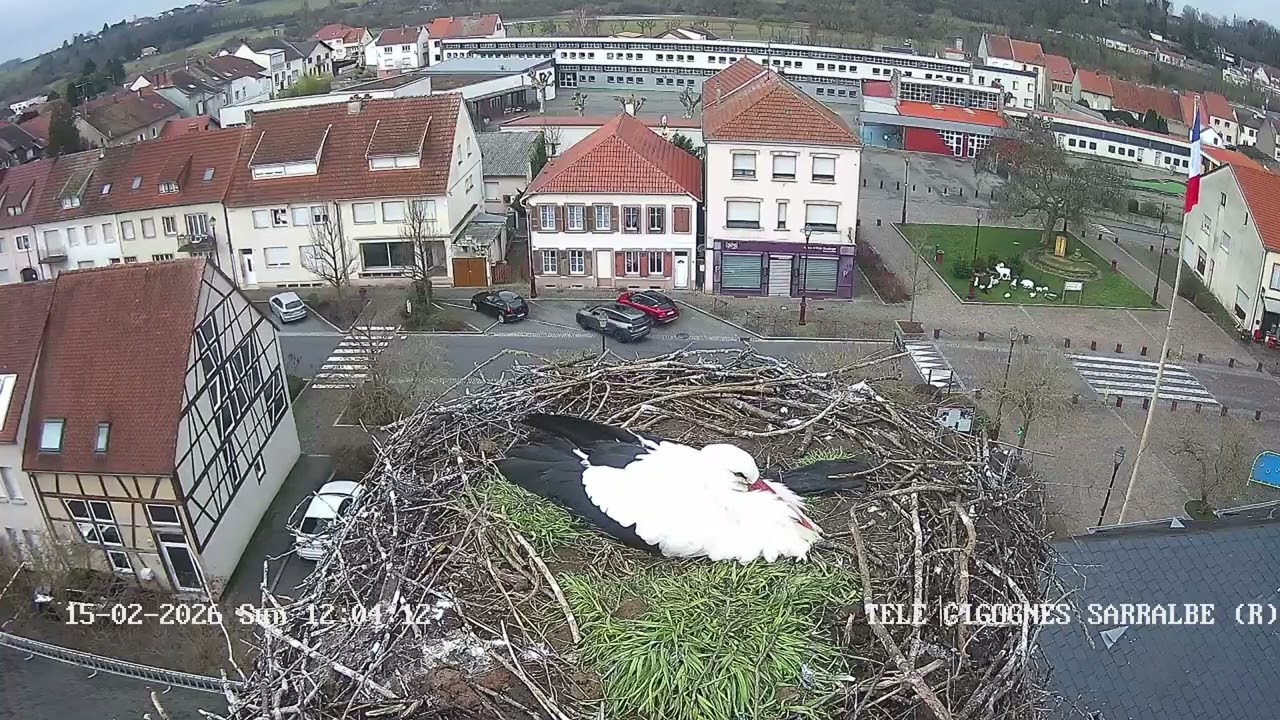 Ville de Sarralbe   Télé Cigognes   Webcam Live Sarralbe, Moselle   Google Chrome 2026 02 15 12 03 4