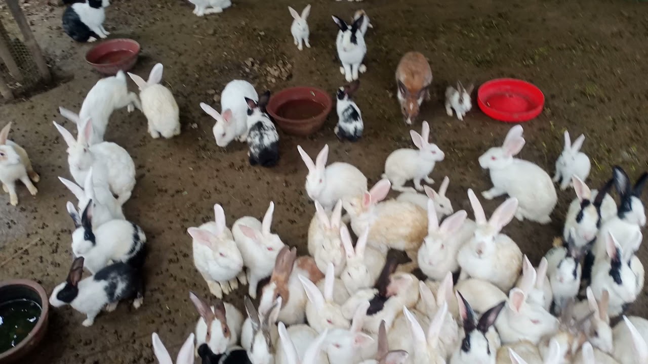 Rabbit heaven 💙/wildfilms/ wild bhavya 🐾🐰