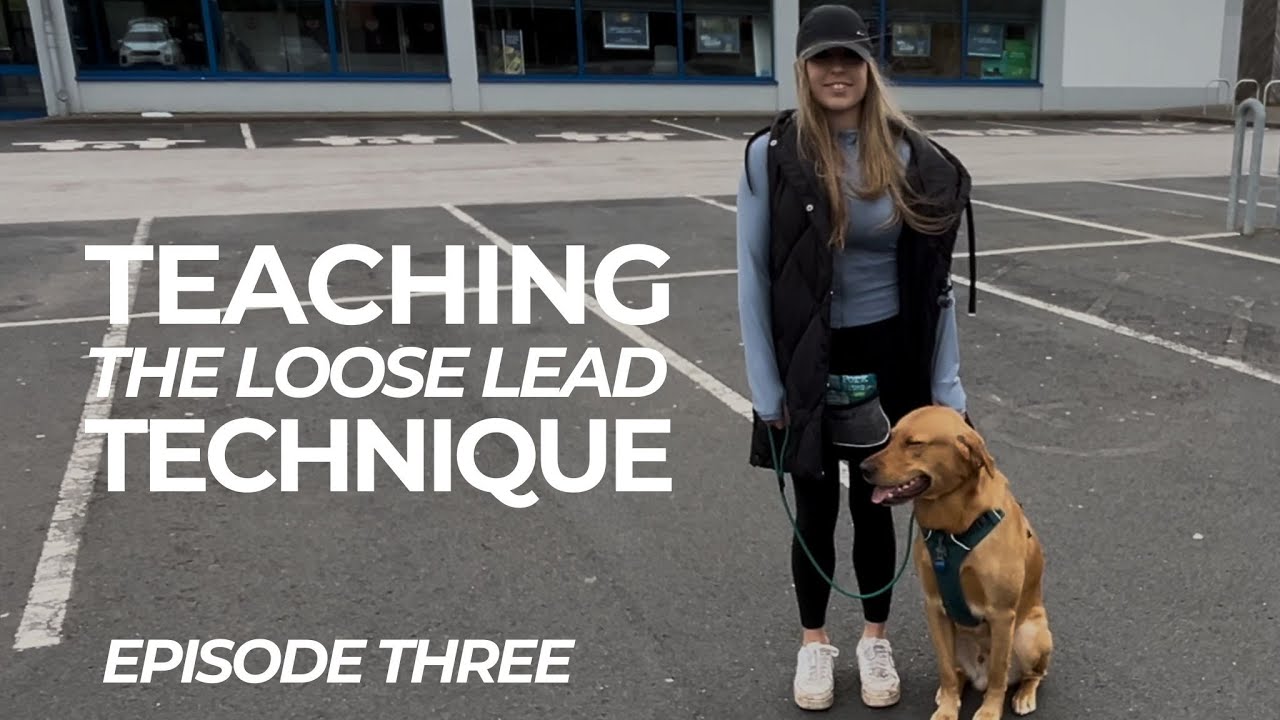 Teaching The Loose Lead Technique | The Dog Therapist