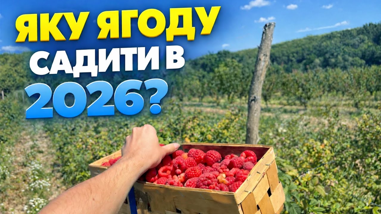 Чому всі фермери кинуться садити цю ягоду в 2026?