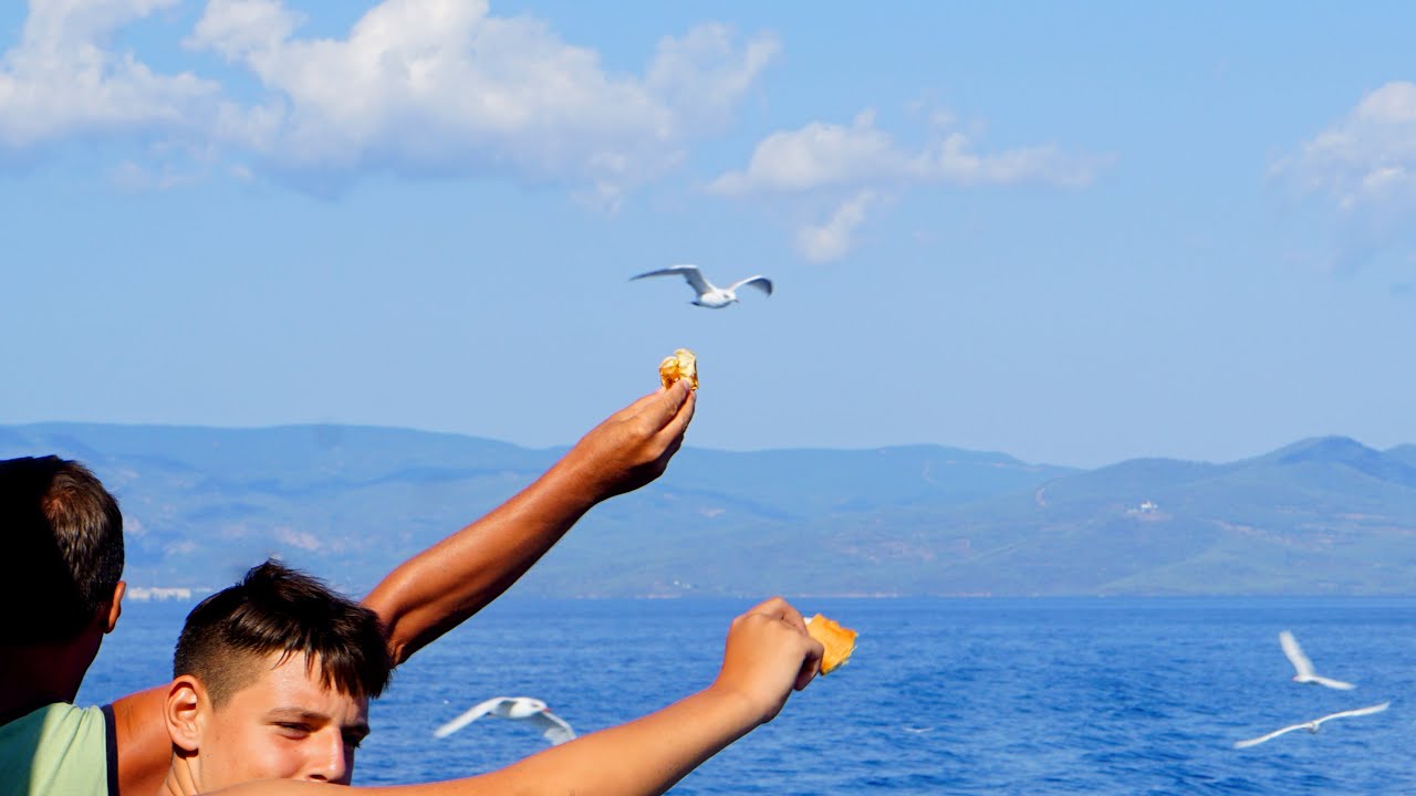 Hand Feeding Seagulls On Toroneos Cruise - Halkidiki, Greece
