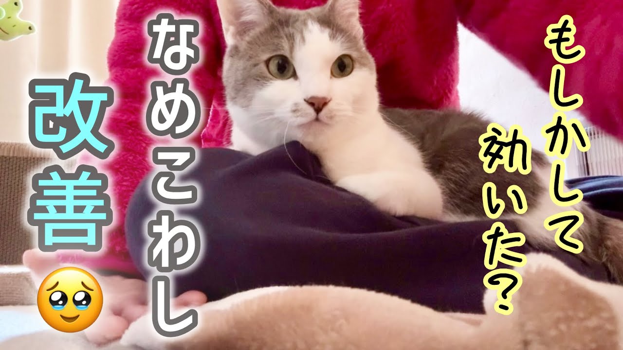 【元野良猫】ストレス？による『過剰グルーミング』改善｜３つの対策と失敗談