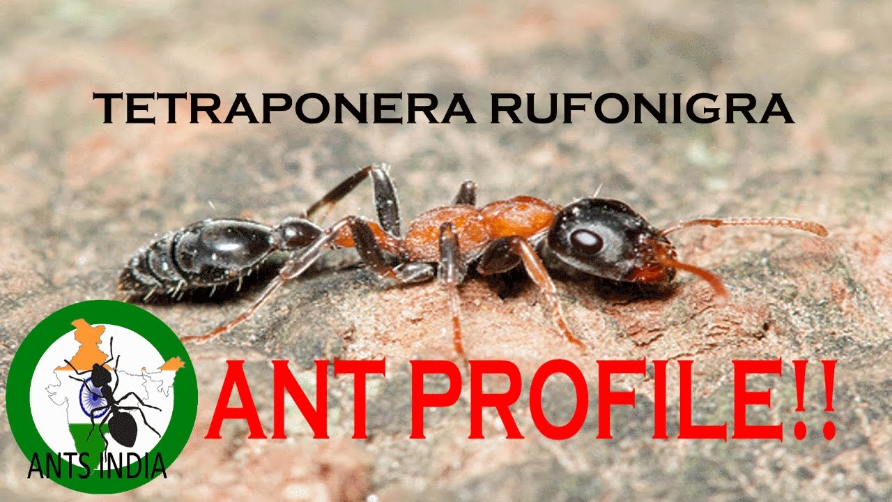 Ants of India: Arboreal Bicolored Ants! (Tetraponera rufonigra) |Ant Profile#1|