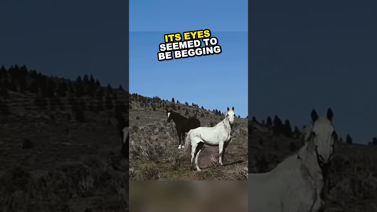 A Driver's Act of Kindness Saves a Wild Horse and Foal #shorts