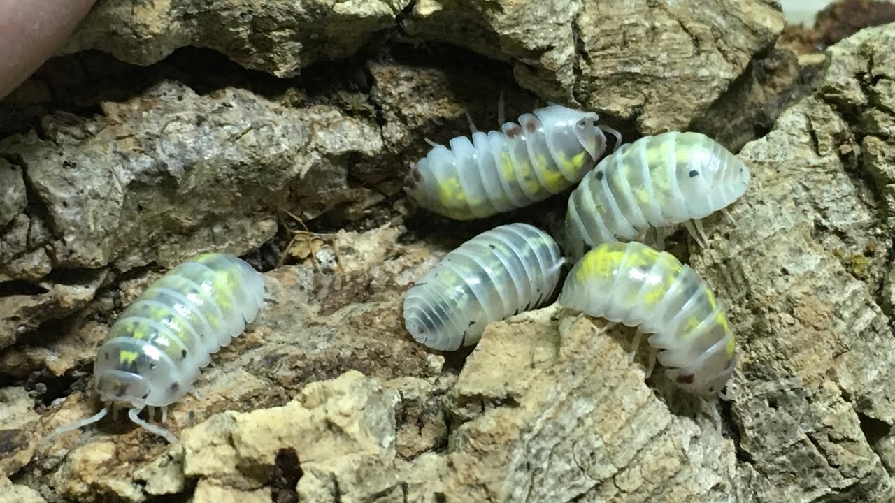 Armadillidium vulgare Isopod Care Guide