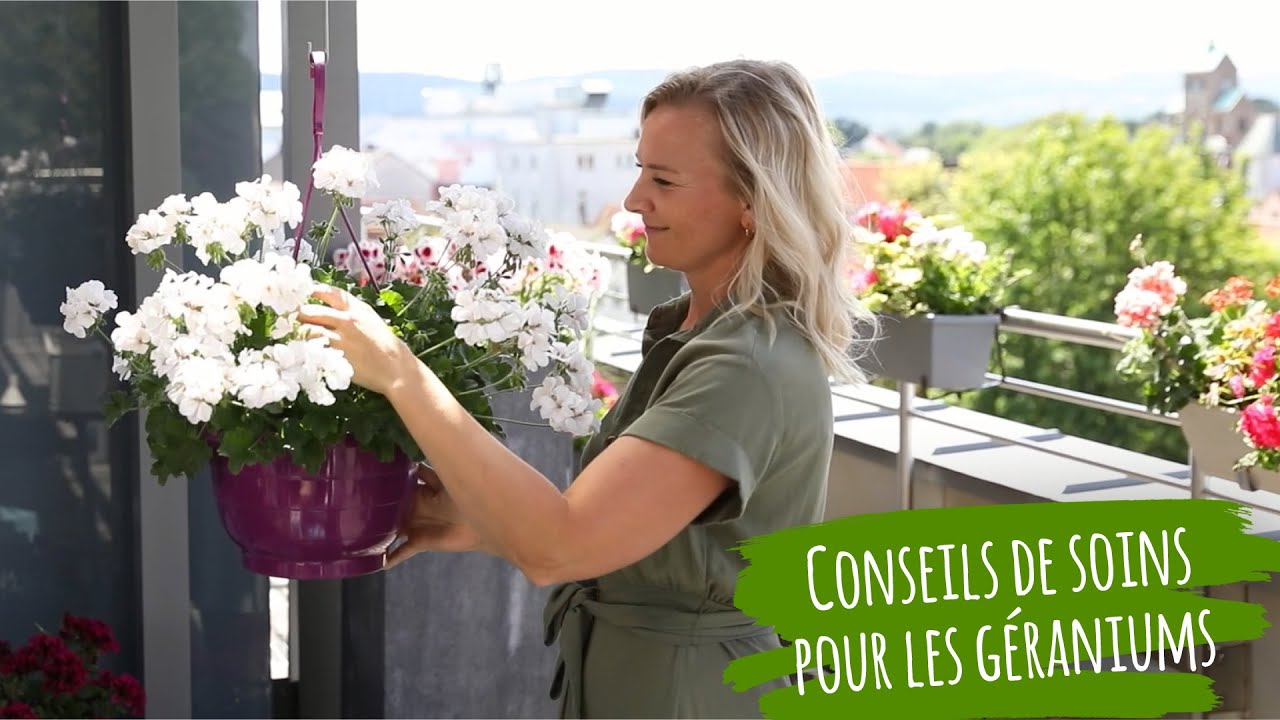 Comment prendre soin des géraniums | Conseils pour planter des pélargonium sur votre balcon