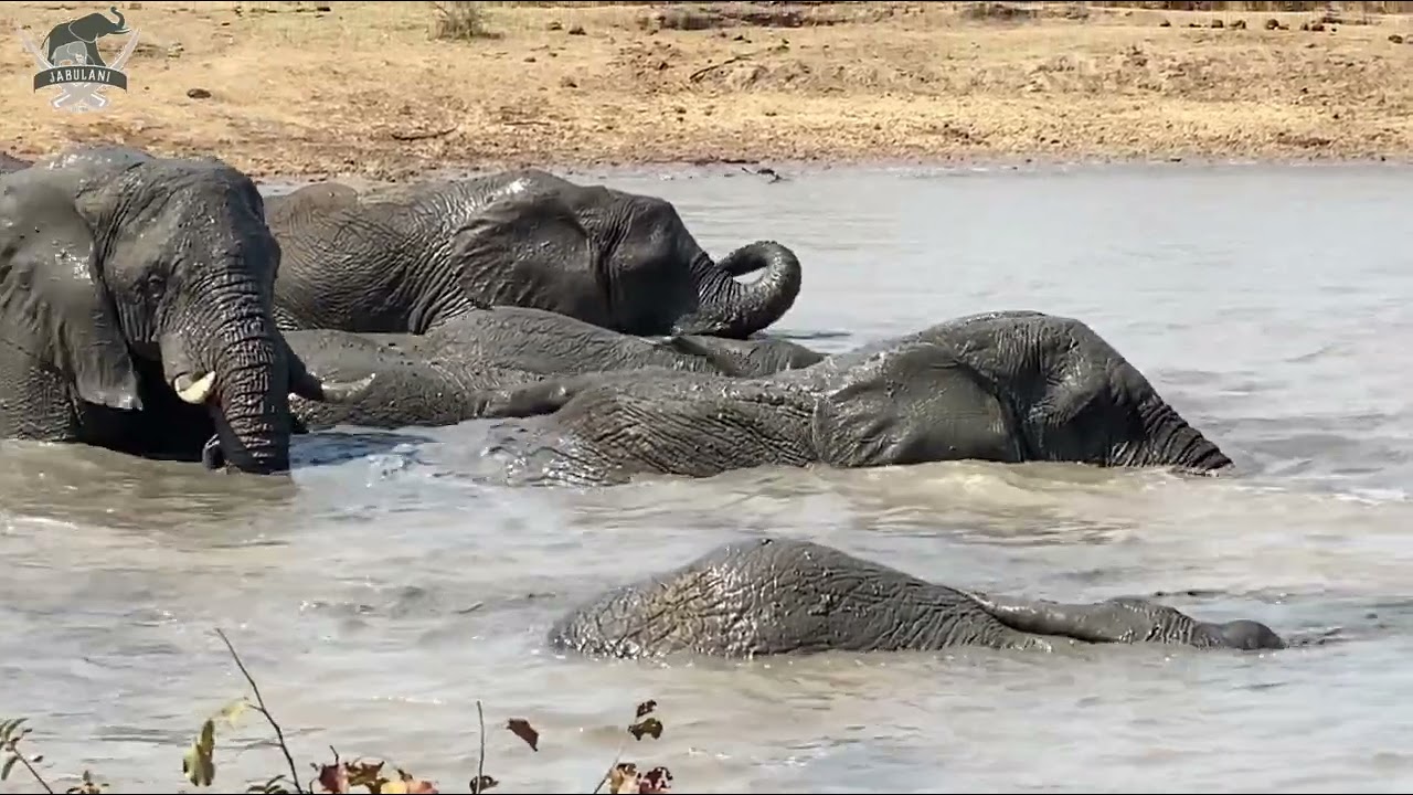 Elephant Lessons with Carer Blessmore & the Jabulani Herd