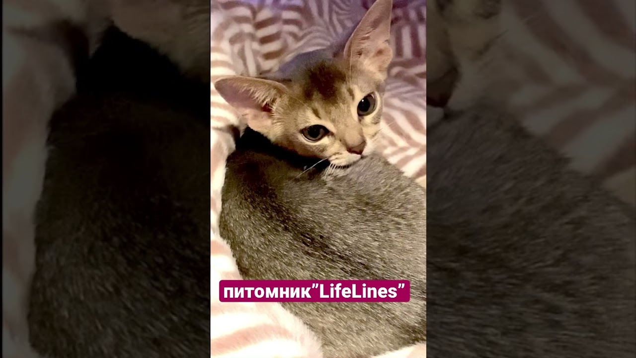ПИТОМНИК “ Life Lines “ Натальи Расторгуевой