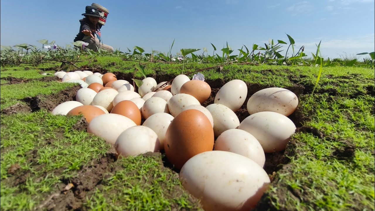 Wow wow! A skilled woman or a farmer cultivates a plot of land with fertile soil or has many eggs.