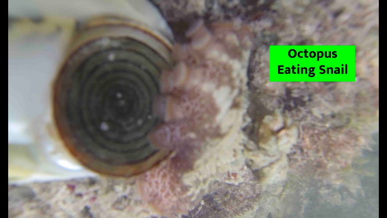 Octopus eating snail in Jamaica with Jason George Photography