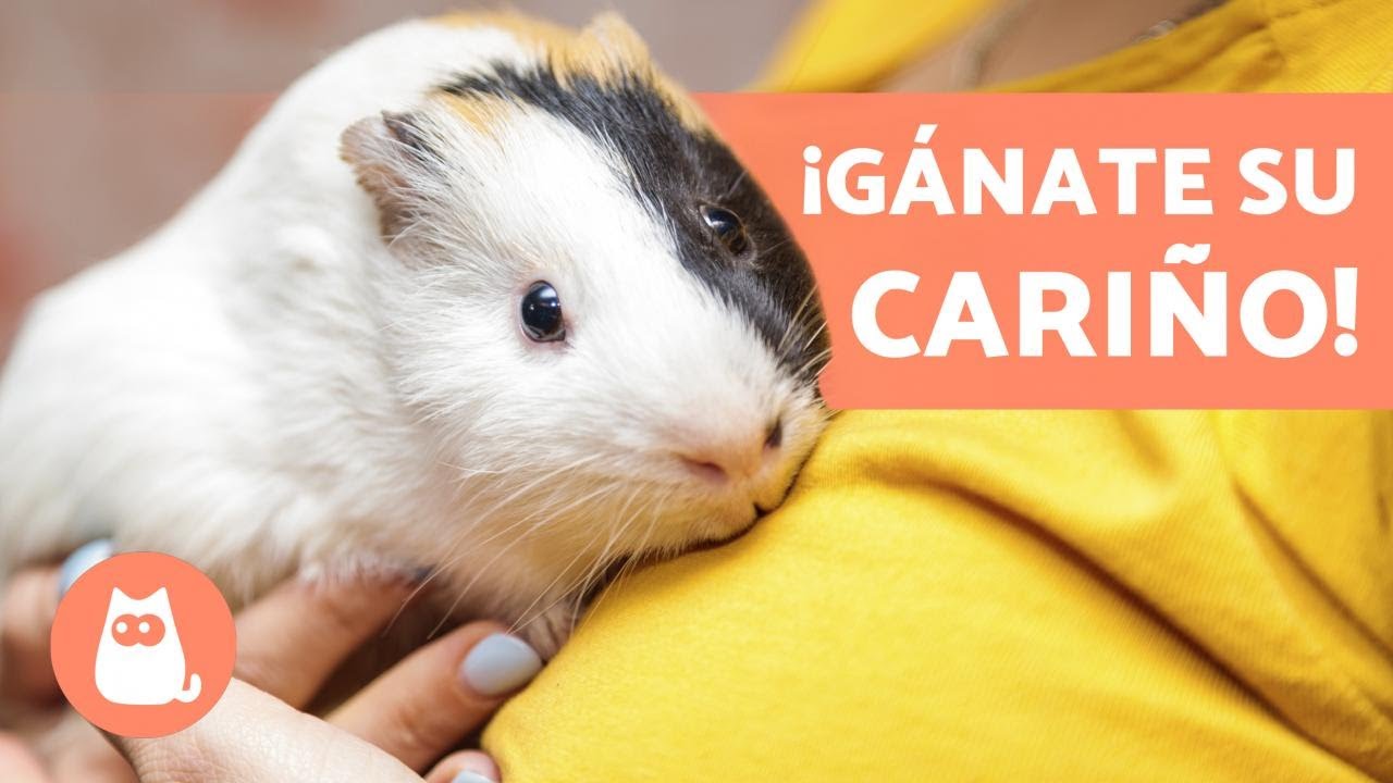 ¿Cómo GANARSE la CONFIANZA de una COBAYA? 🐹 (4 Consejos Clave)