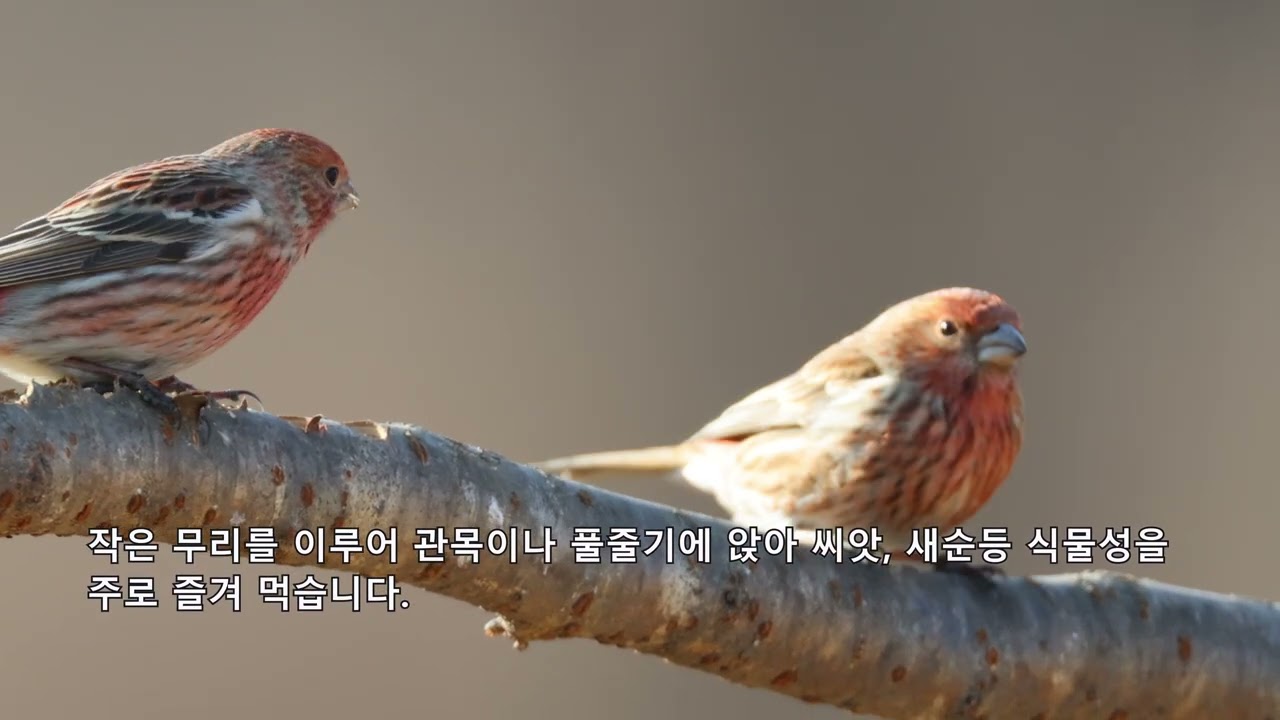 [Prince의 생태사진여행] 양진이