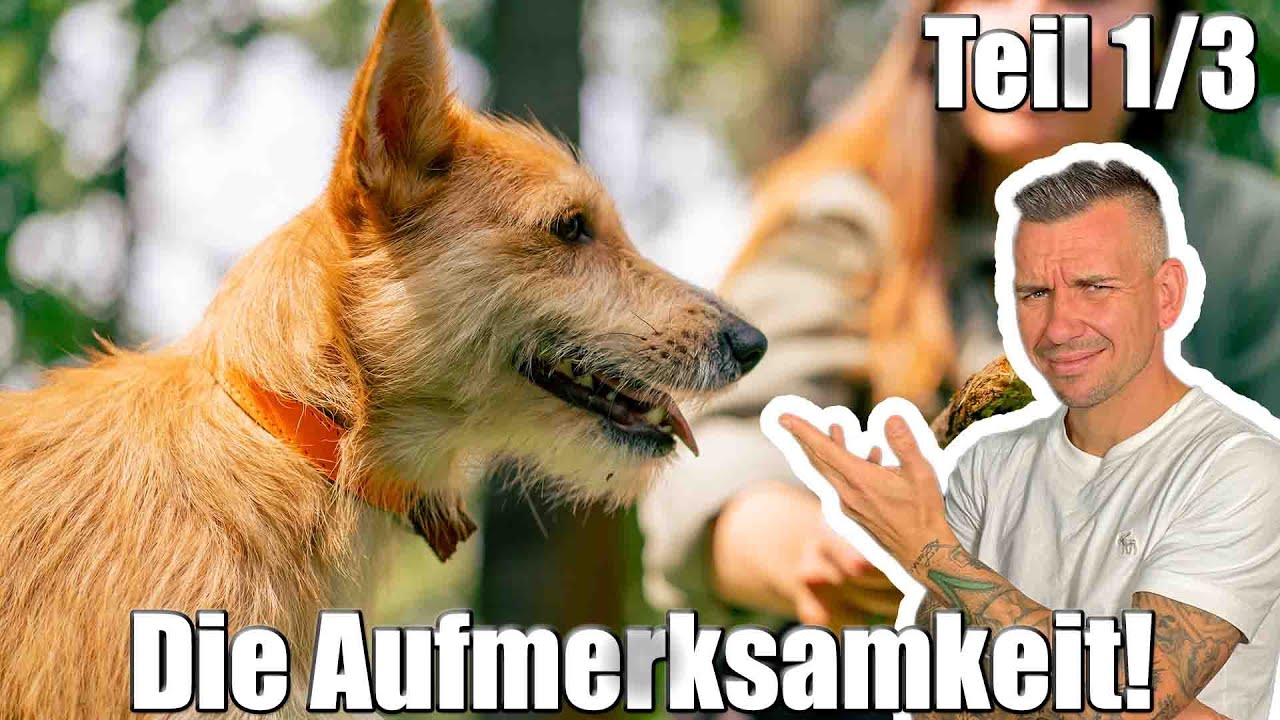 Lenk die AUFMERKSAMKEIT auf DICH! | Aufmerksamkeit 1/3