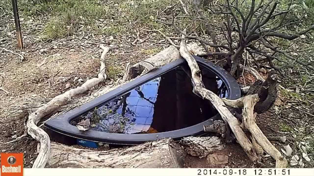 Australian native Diamond Firetails drinking and bathing