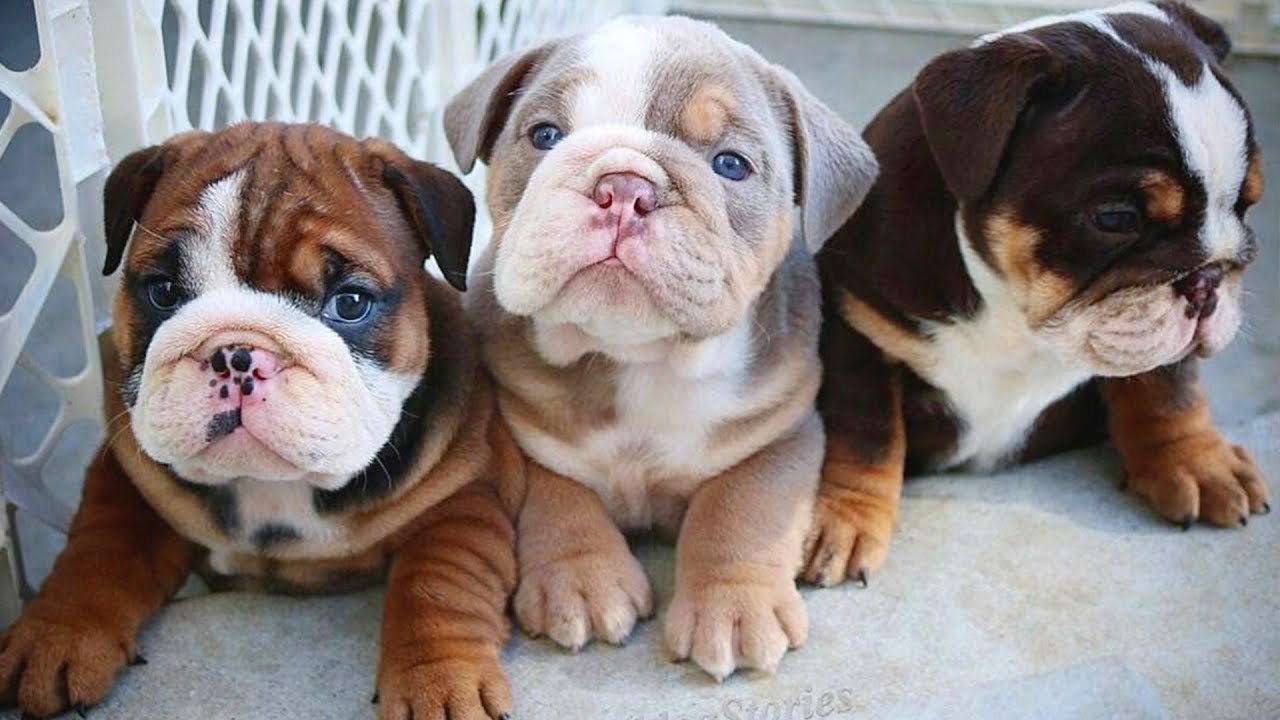 Funny and cute English bulldog puppies Compilation # 04 | Animal Lovers