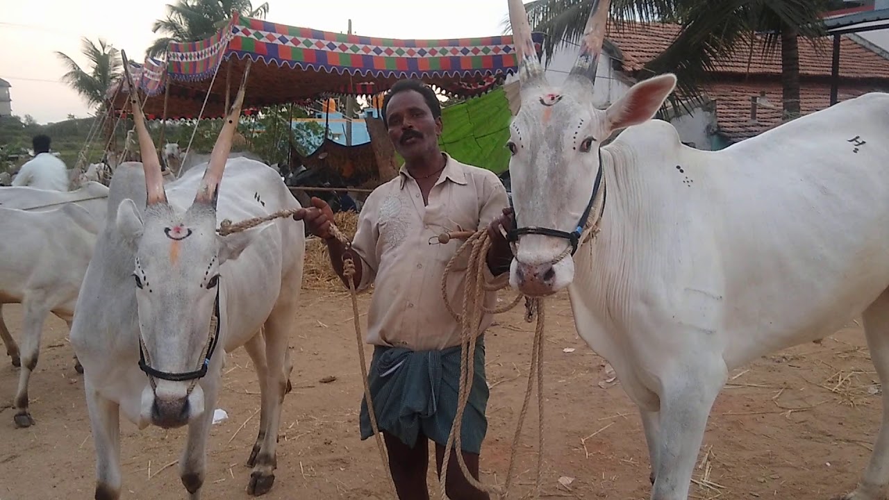 Good Looking Hallikar ox pair of Farmer Nagaraju from Hunasur Tq at Chunchankatte Dhanagala Jhatre