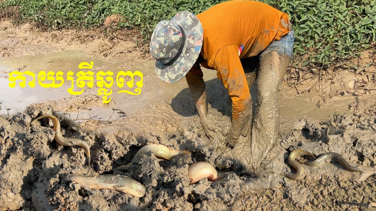 កាយត្រីឆ្លូញក្នុងភក់