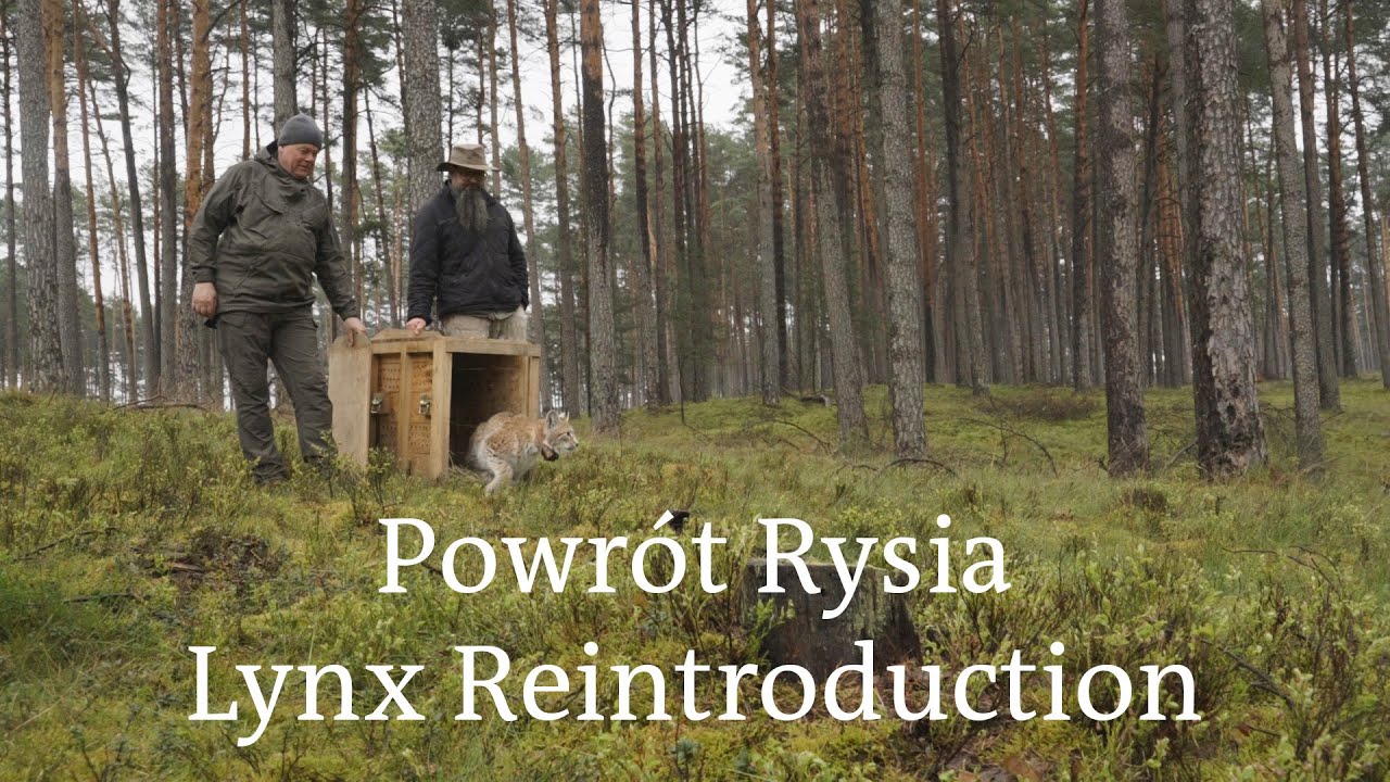 Lynx reintroduction to North-western Poland | Powrót rysia do północno-zachodniej Polski