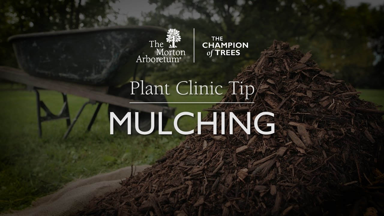 Plant Clinic Tip: Mulching