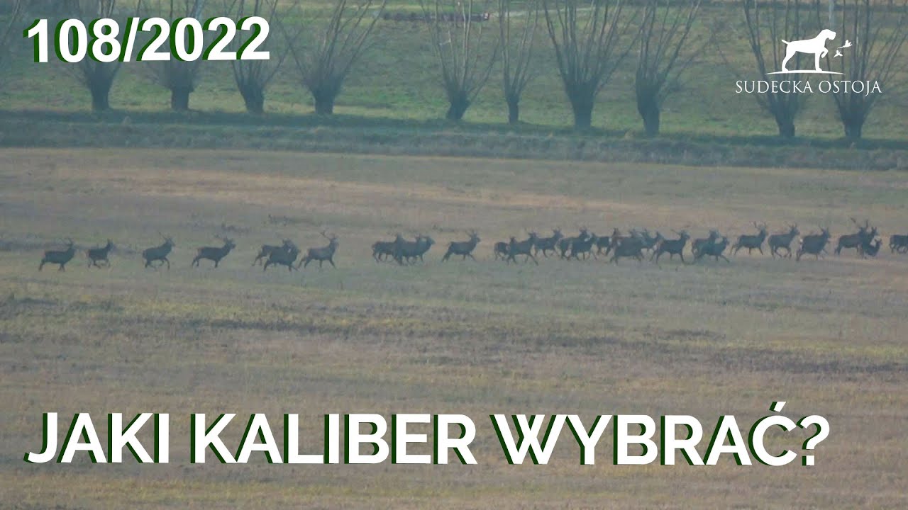 SUDECKA OSTOJA 108/2022 Jaki kaliber wybrać? Deer deerhunting hunt wildboar boar jagd chasse