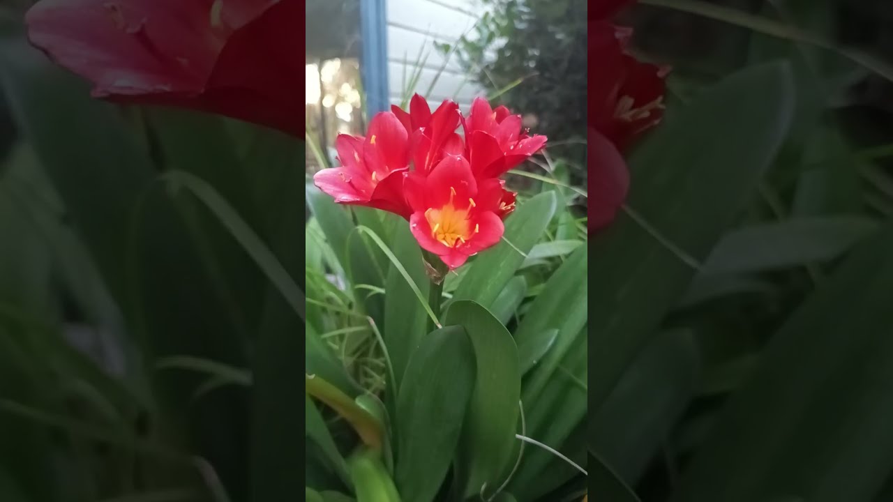 #videos#flowerphotography #garden#red#clivia@kapcoastsunsetcliviaseascapes