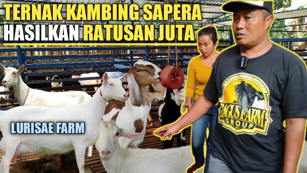 CARA SUKSES🔴TERNAK KAMBING PERAH - BERSAMA LURISAE FARM
