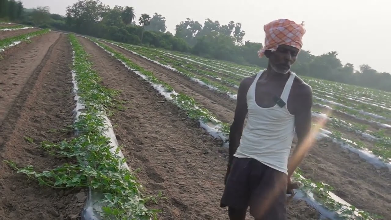 தர்பூசணி சாகுபடி முறைகள் || WATERMELON HARVESTING || DETAILS CONVICATION VLOG