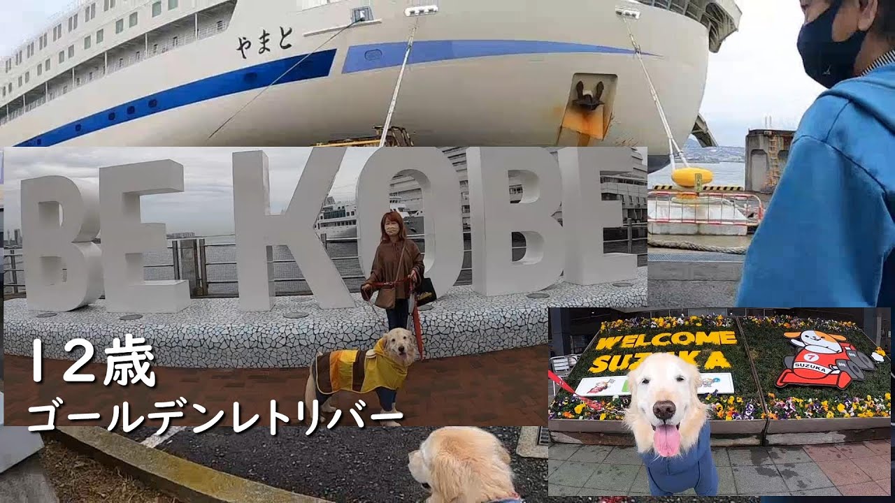 【愛犬と九州】カーフェリーに乗るまでワクワクドキドキなゴールデンレトリバーのはっち
