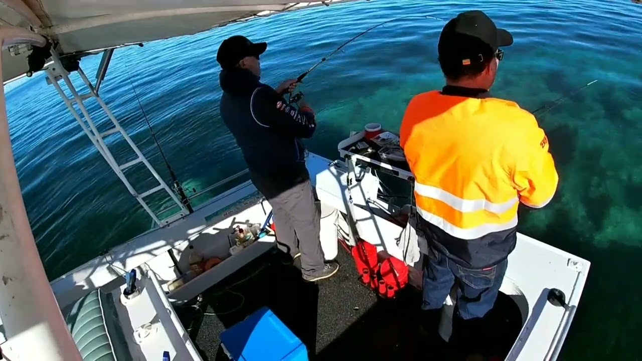 Yorke Peninsula KG Whiting