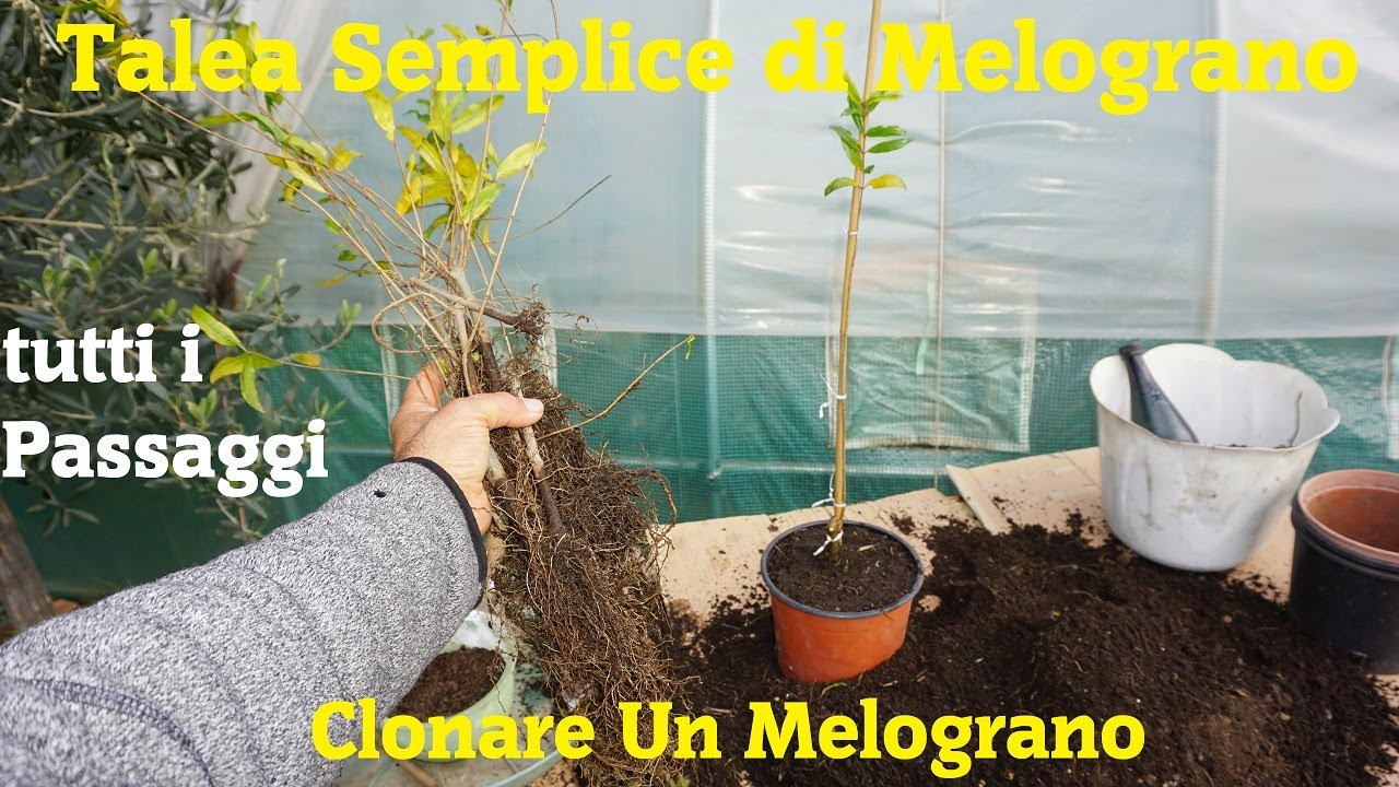 Talea Semplice di Melograno tutti i Passaggi