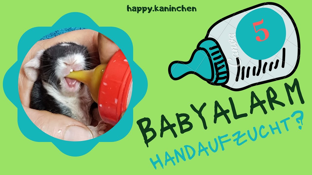 Handaufzucht / Päppeln säugender Jungtiere