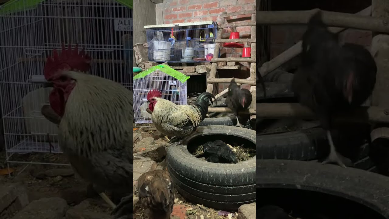 hello hens174