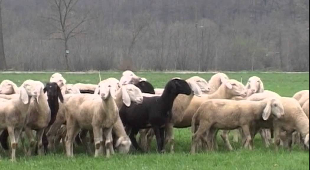 Le Nostre Valli 
