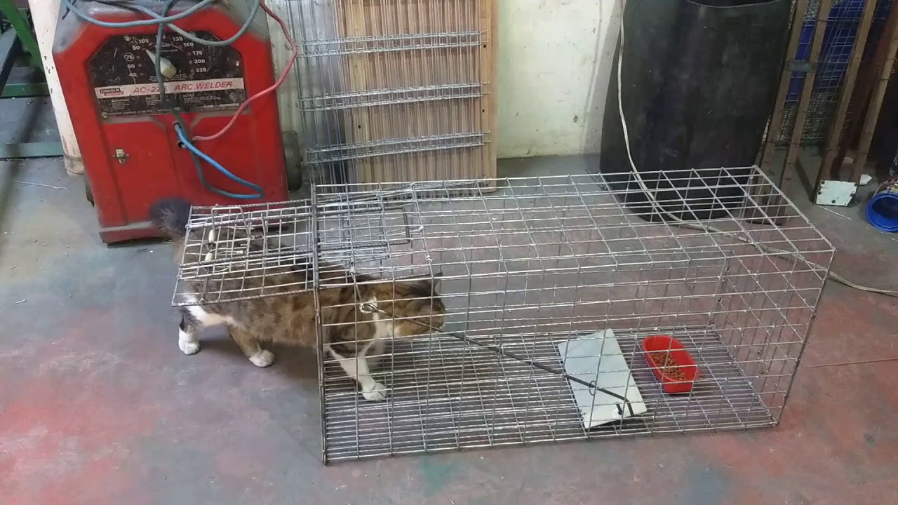 Trampa para gatos en colombia /www.indujaulas.com