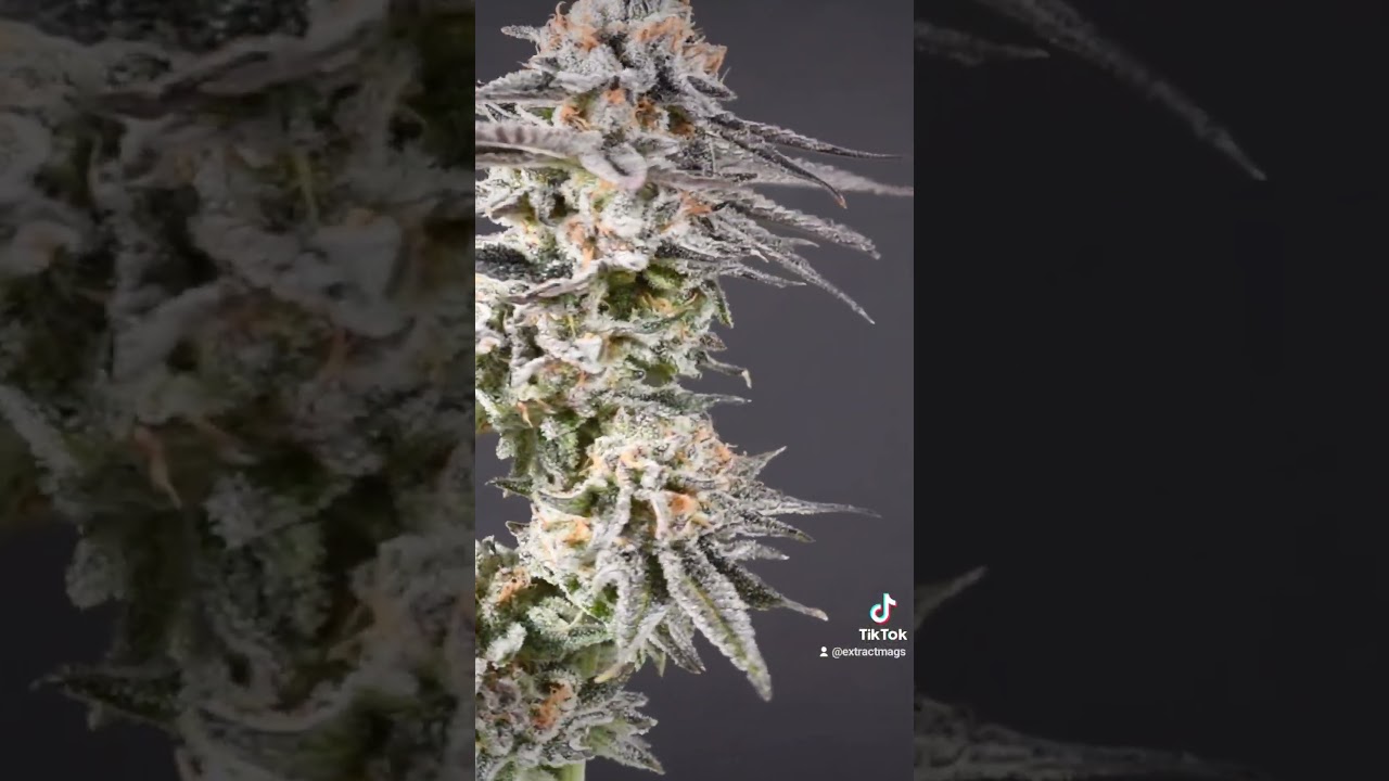 beautiful plants. #420 #420daily #canada #cannabisdaily #weednews #420live #cool #extract