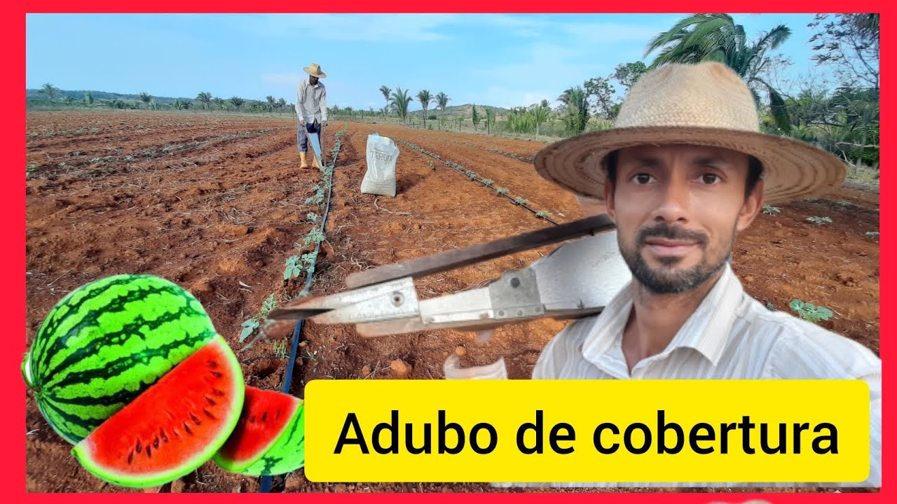 Como fazer adubaçao de cobertura na melancia com NPK,potacio,fósforo e sulfato amônia.