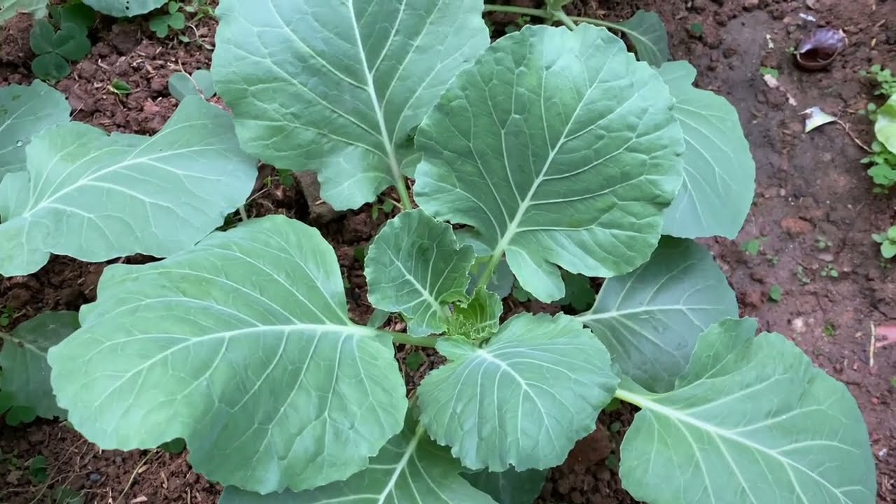 Caring for the vegetable garden and sowing green Hmong mustard seeds by highland ethnic people