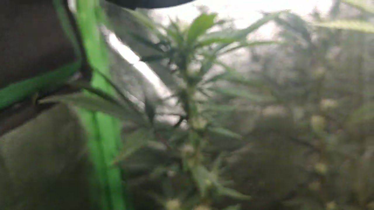 Oreoz Week 3 of Flower 30%+ Thc Strain . Update