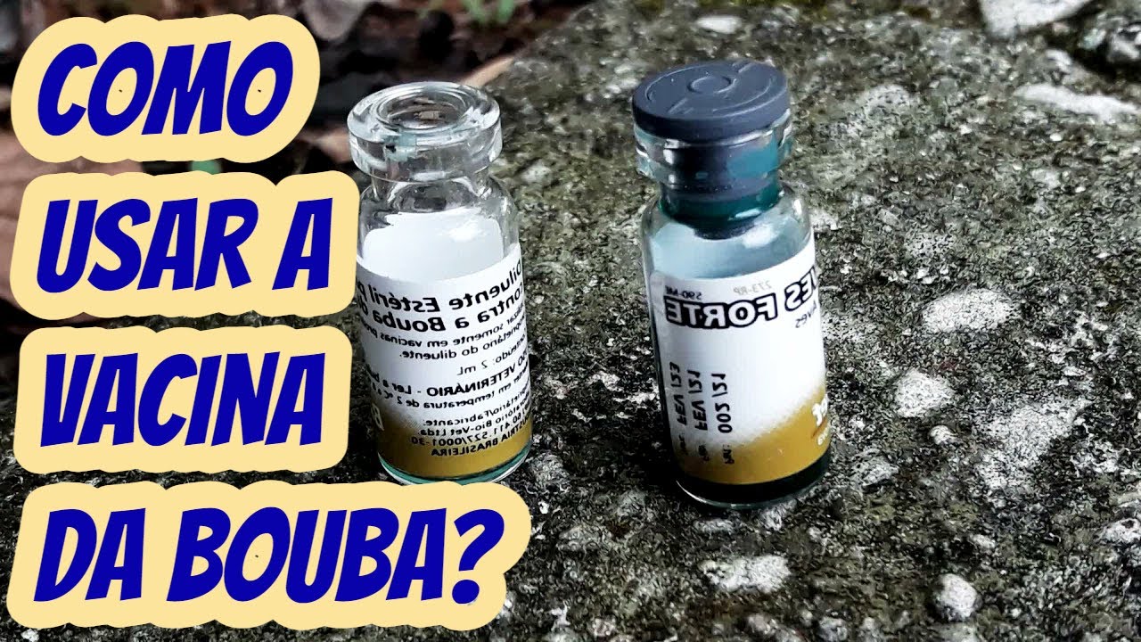 Como vacinar as aves contra bouba aviária. Dica de como aplicar fazer a vacinação contra pipocas