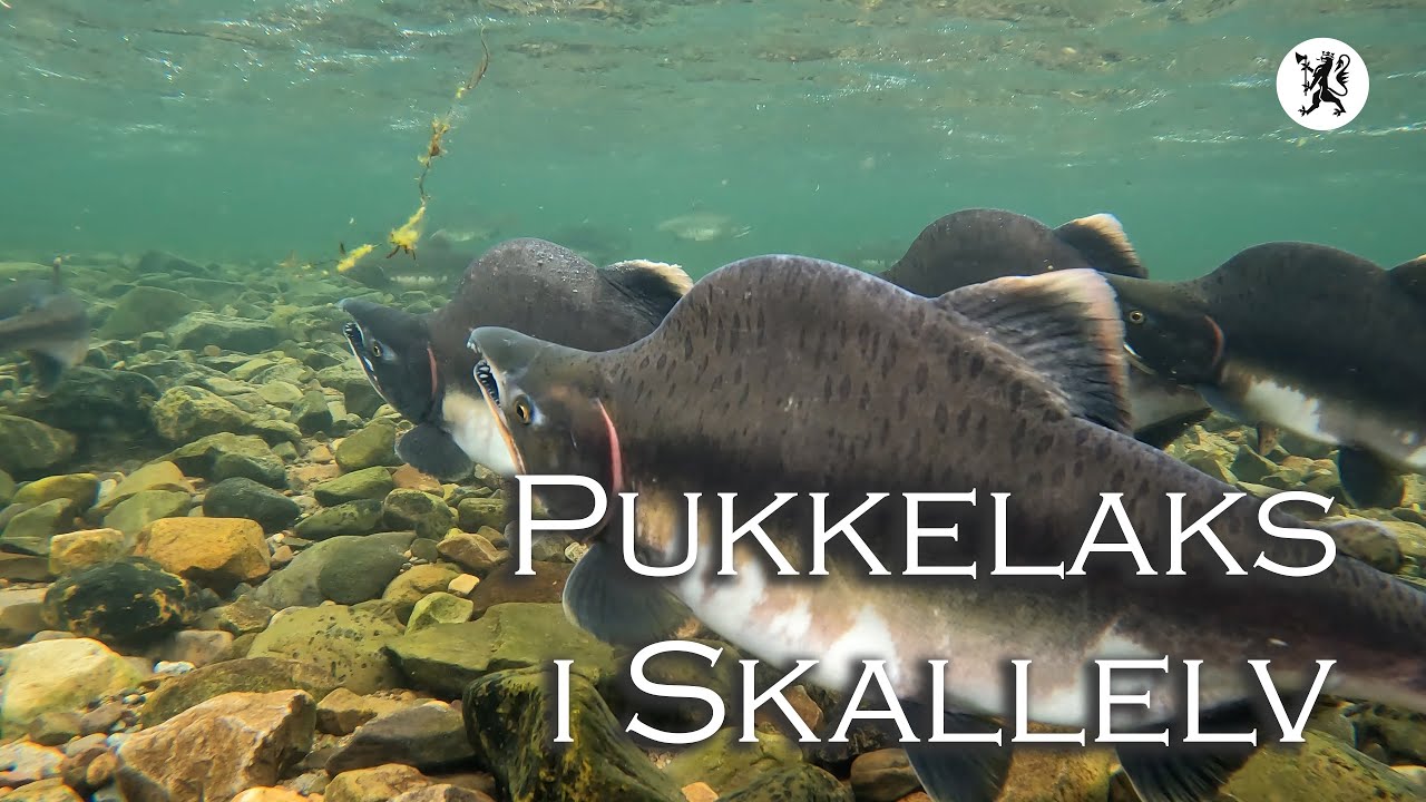 Pukkellaks i Skallelv