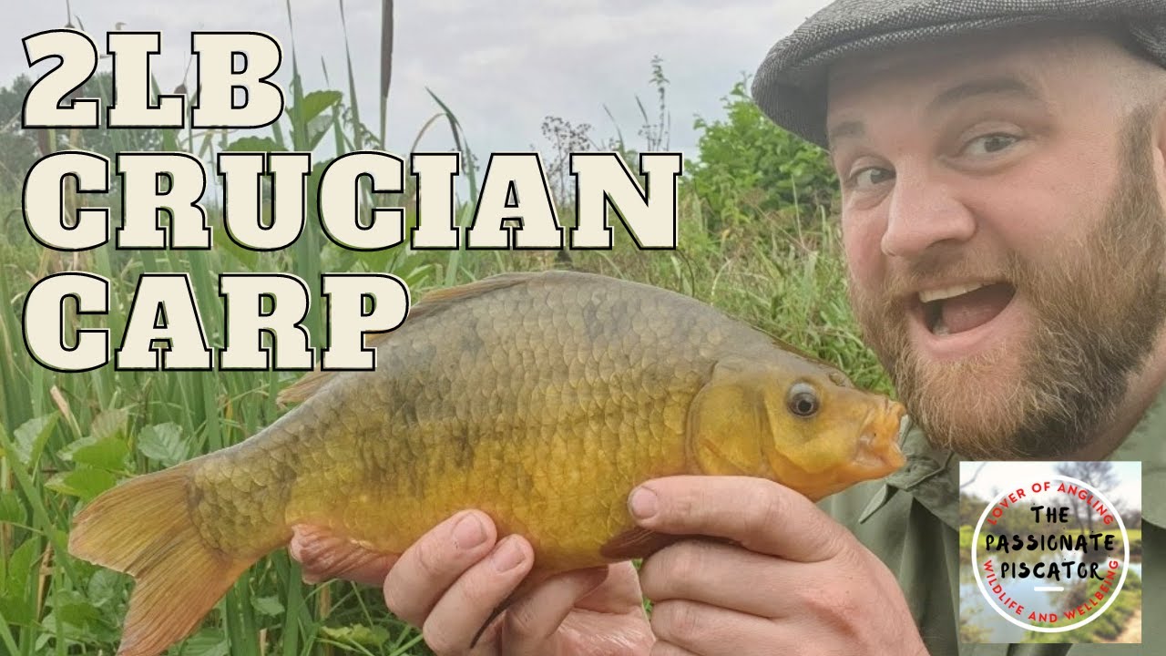 Tench and Crucian Carp Captures - Fishing at Marsh Farm