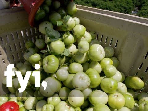 Food Factory USA: Lipman Tomato Farm Harvest | Home.Made.Nation