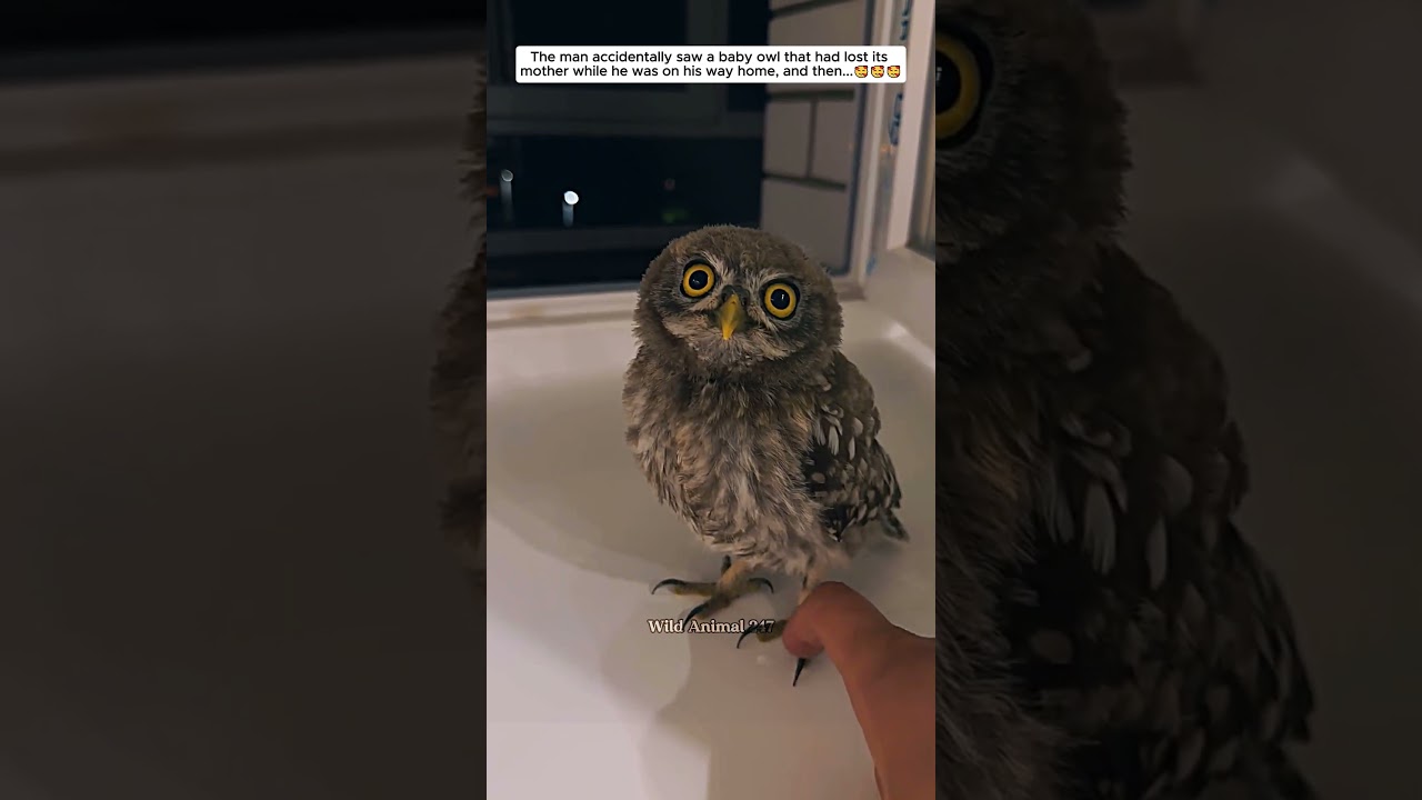 The man adopted a baby owl that had lost its mother #owl #babyowl #short
