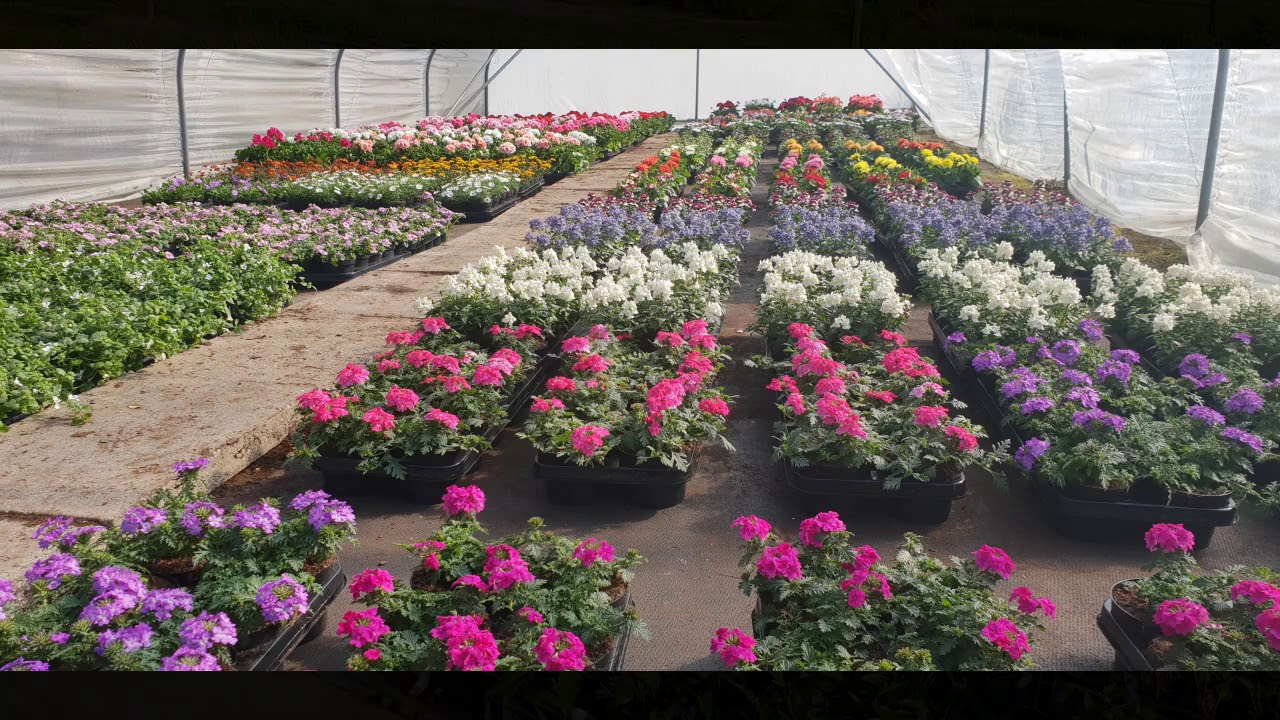 tuinplantencentrum de Groenhoeve Uitwijk