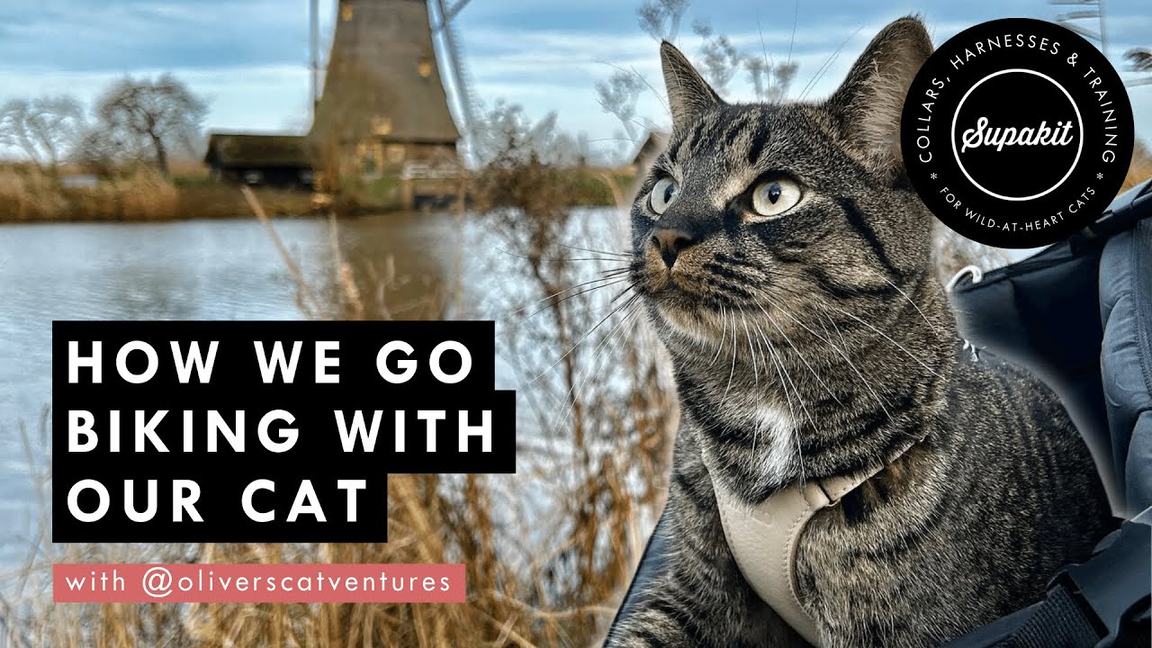 Biking With Your Cat – Supakit Community Experts