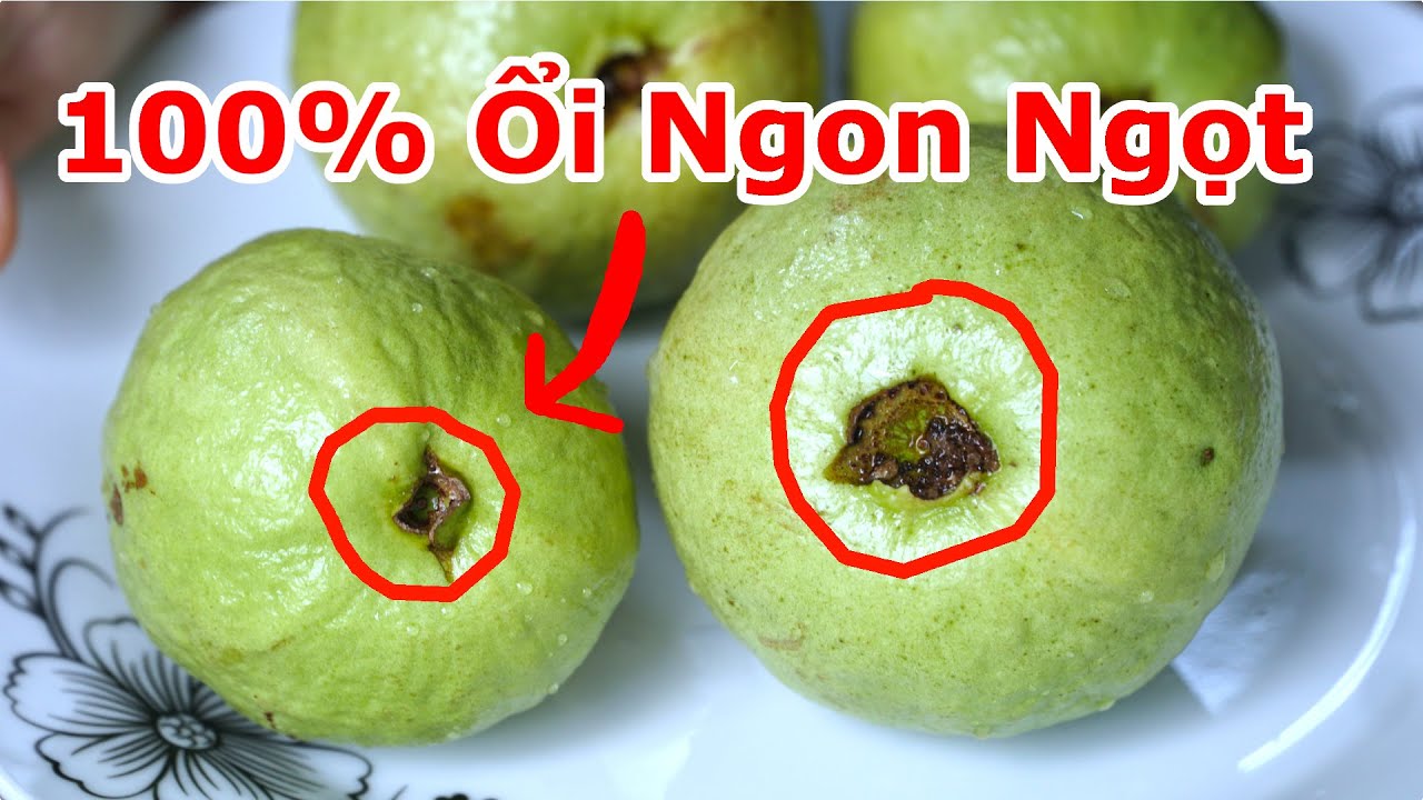 Đi Chợ Thấy Trái Ổi Như Này 100% Bao Ngon Ngọt Đủ Vị / Cách Lựa Phân Biệt Ổi Ngon Ngọt & Ổi Nhạt Dở