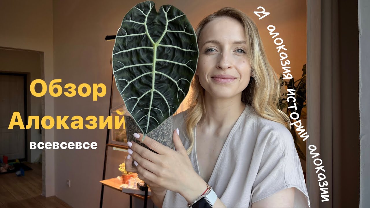 21 Алоказия | Коллекционные и простые |