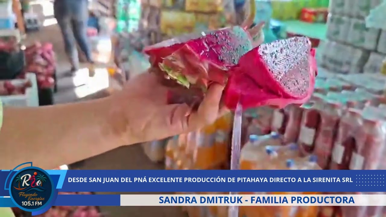DESDE SAN JUAN DEL PNÁ EXCELENTE PRODUCCIÓN DE PITAHAYA DIRECTO A LA SIRENITA SRL