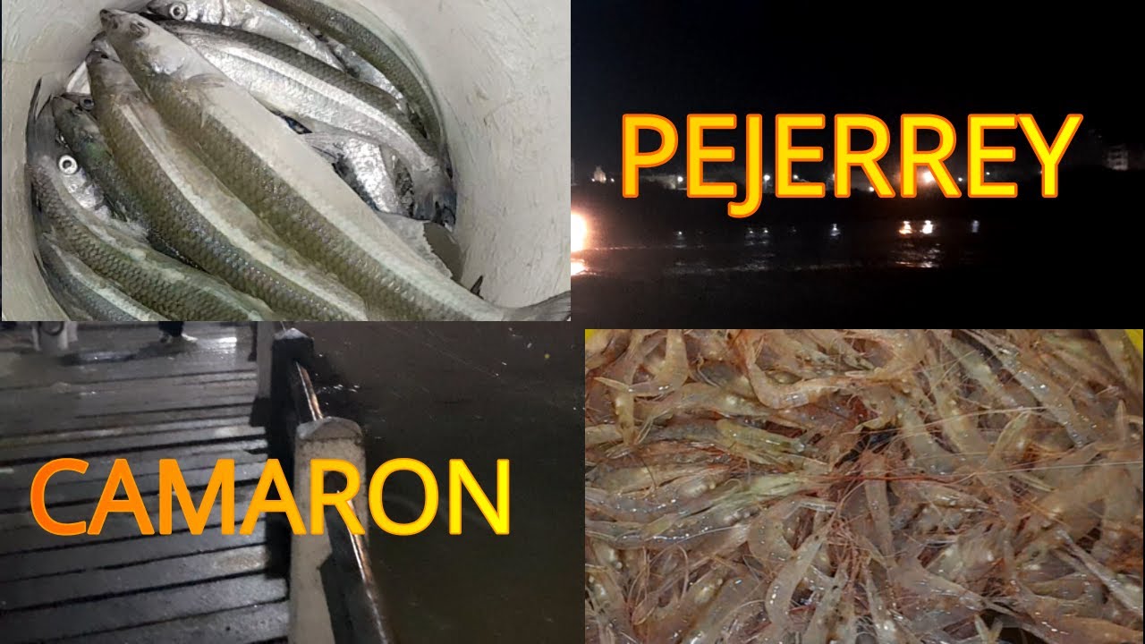 Pesca de CAMARON y PEJERREY en el MUELLE DE MAR DE AJO con MEDIOMUNDO
